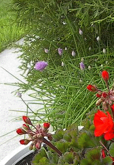 Chives and geraniums